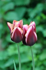 Tulpen im Garten