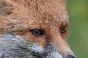 Renard