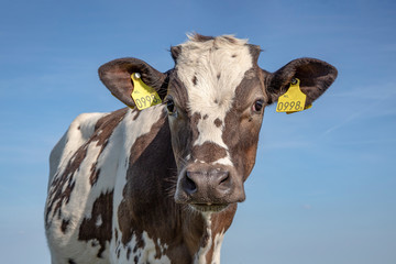 Cute brown white dairy calf, bambi eyes, with spots and a blue sky background.