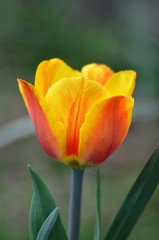 Tulpen im Garten