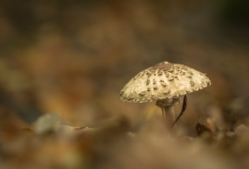 Herbstzeit 10