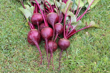 Beetroot in the lawn in the fall.The taproot portion of the beet plant, growing in the  vegetable...
