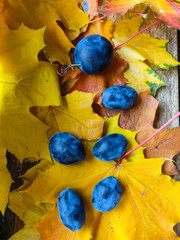 Ripe dark blue plums lie on yellow leaves