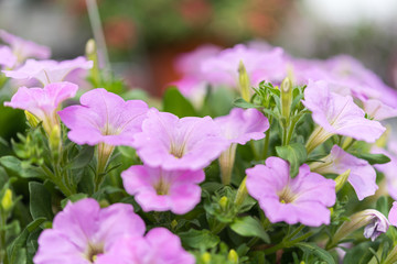 Flower (Petunia) violet color in the garden