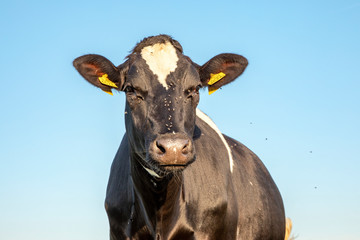 Black cow with flies buzzing all around head, portrait with blue background.