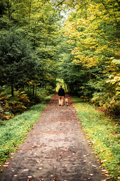 Waling through the forest with a dog