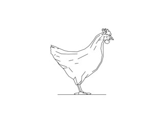 Vector illustration of the side view of a chicken isolated in white background