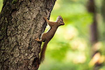 Squirrel