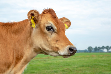 Portrait of a Jersey calf with big eyes and black snout, green grass, pale sky.