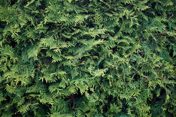 background of twigs m the leaves of thuja