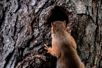 Squirrel looking in a hole