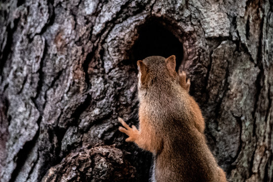 Squirrel looking in a hole