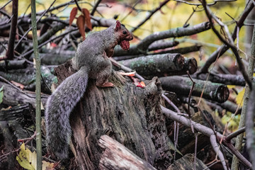 Grey squirrel in the forest