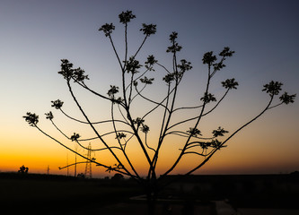 Fototapeta premium silhouette of tree at sunset