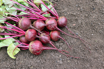 Beetroot in the garden in the fall.The taproot portion of the beet plant, growing in the  vegetable...