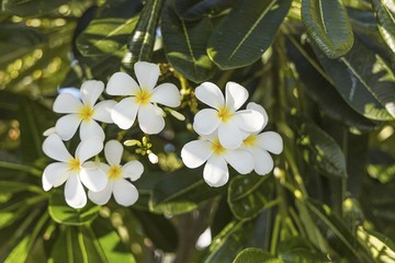 Close up view  of beautiful white flowers on green leafs background. Natural backgrounds. 