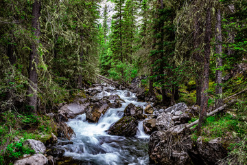 Obraz premium waterfall in the forest