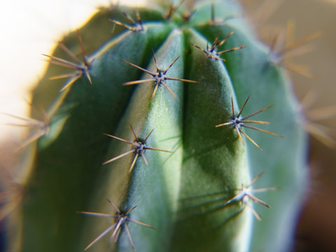 Macro image of a dendritic cactus (Cereus)