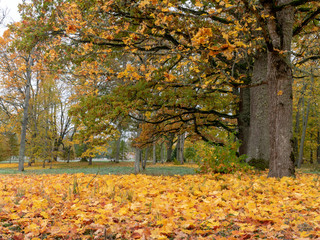 quiet landscape with beautiful trees, colored leaves on the ground, autumn