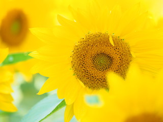 北海道の風景 秋咲きひまわり畑 パレットの丘
