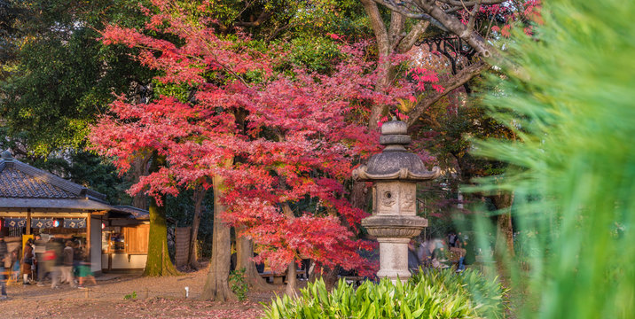 Stone Kasuga lantern under a red maple momiji in the garden of Rikugien in Tokyo in autumn.