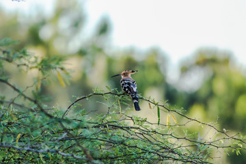 hoopie sitting on a tree © Arieleon.photogrophy