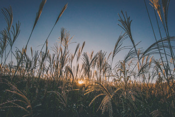 奈良県　曽爾高原のススキと秋の夕景