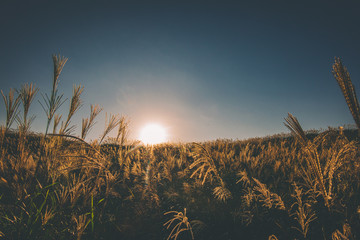 奈良県　曽爾高原のススキと秋の夕景