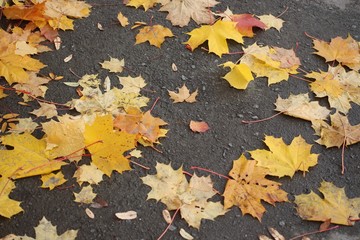 яркие осенние опавшие листья на асфальте