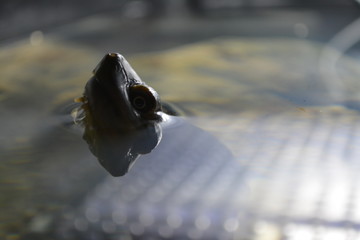 水族館の水槽の水面から顔を出すカメ