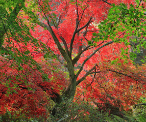 Maple tree in Autumn colours in an english woodland
