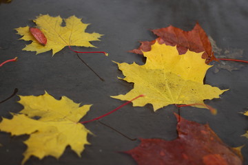 autumn leaves in a puddle
