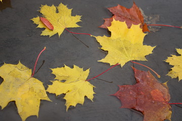 autumn leaves in a puddle