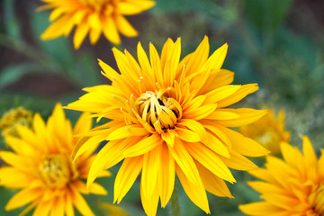 Yellow rudbeckia flower in nature