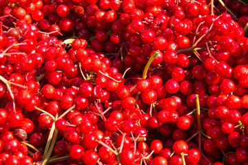 Kalina a lot of ripe berries