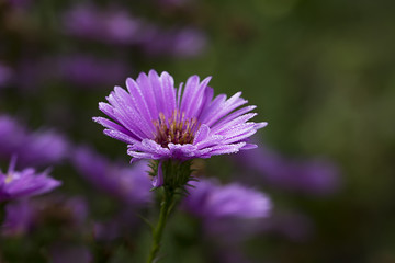 aster sous la rosée 