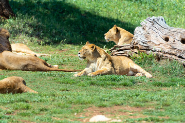 Liones in the safari park. Picture of the pride