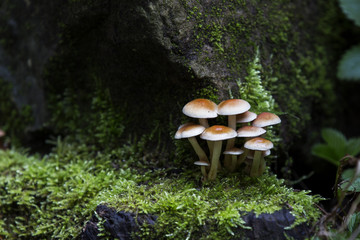 caché dans la mousse 