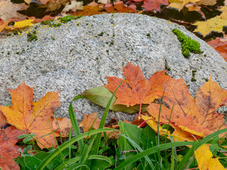 abstract picture with colorful maple leaves, suitable for backgrounds