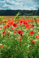 A field of bright red poppies in Belgium - 294160003