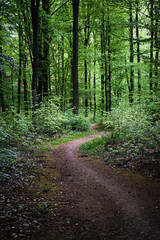 A path running through the lush forests in Belgium. - 294160042
