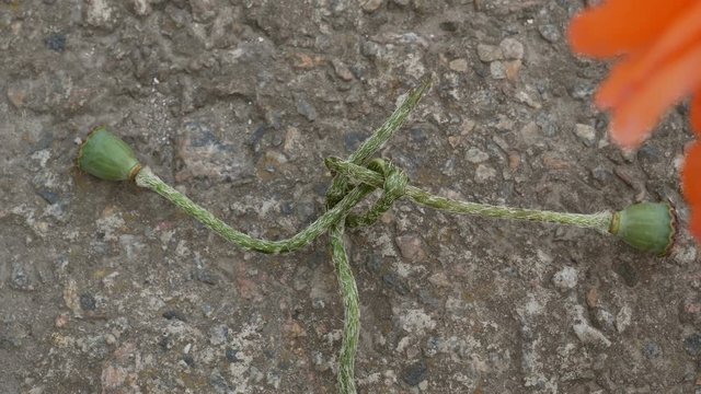 Green poppy pods (poppy heads) tie a knot on a concrete slab. Stop the drug.