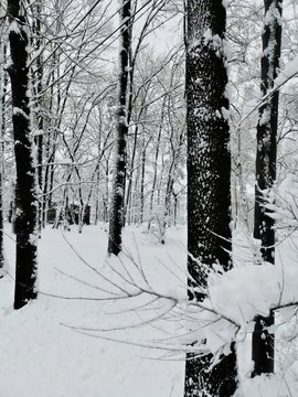 winter in the forest © Евгения Сушкова