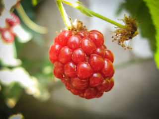 Wild organic unripe blackberries . unripe blackberries grows on the bush in summer. closeup of wild blackberry branch in forest. Berry background. Blurred background.