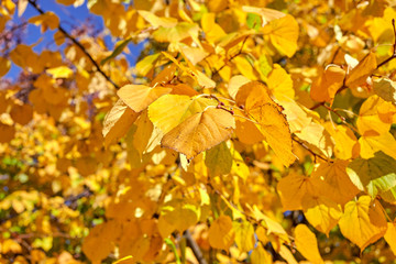 Autumn yellow foliage on a tree in the park.