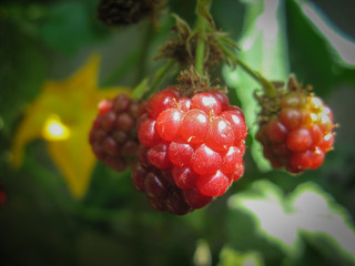 Wild organic unripe blackberries . unripe blackberries grows on the bush in summer. closeup of wild blackberry branch in forest. Berry background. Blurred background.