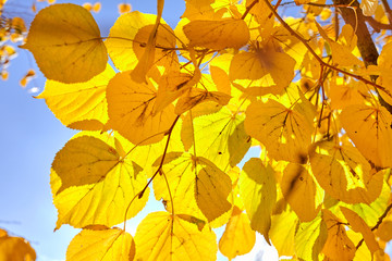 Autumn golden leaves on the background of blue sky and sun.