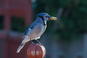 blue jay (Cyanocitta cristata) in autumn