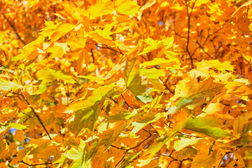 Autumn golden and bright leaves on a tree.