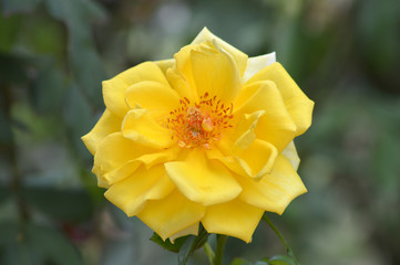 Rosa amarilla abierta